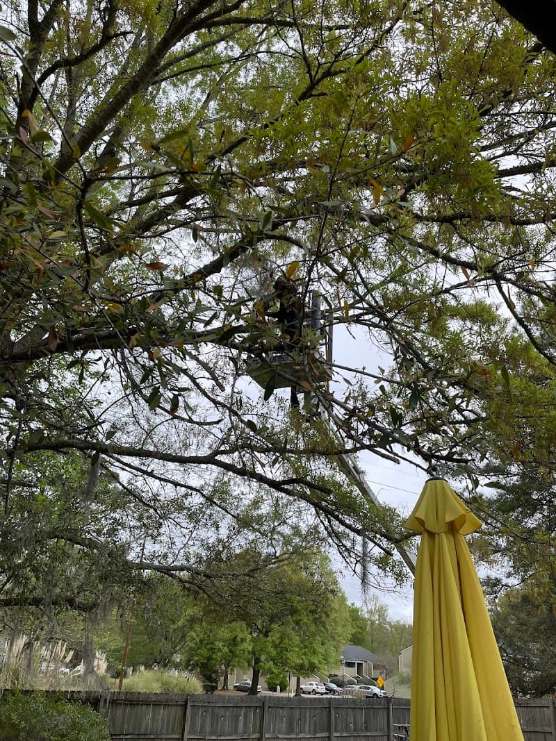Canopy Tree Care Charleston SC - Photo 3