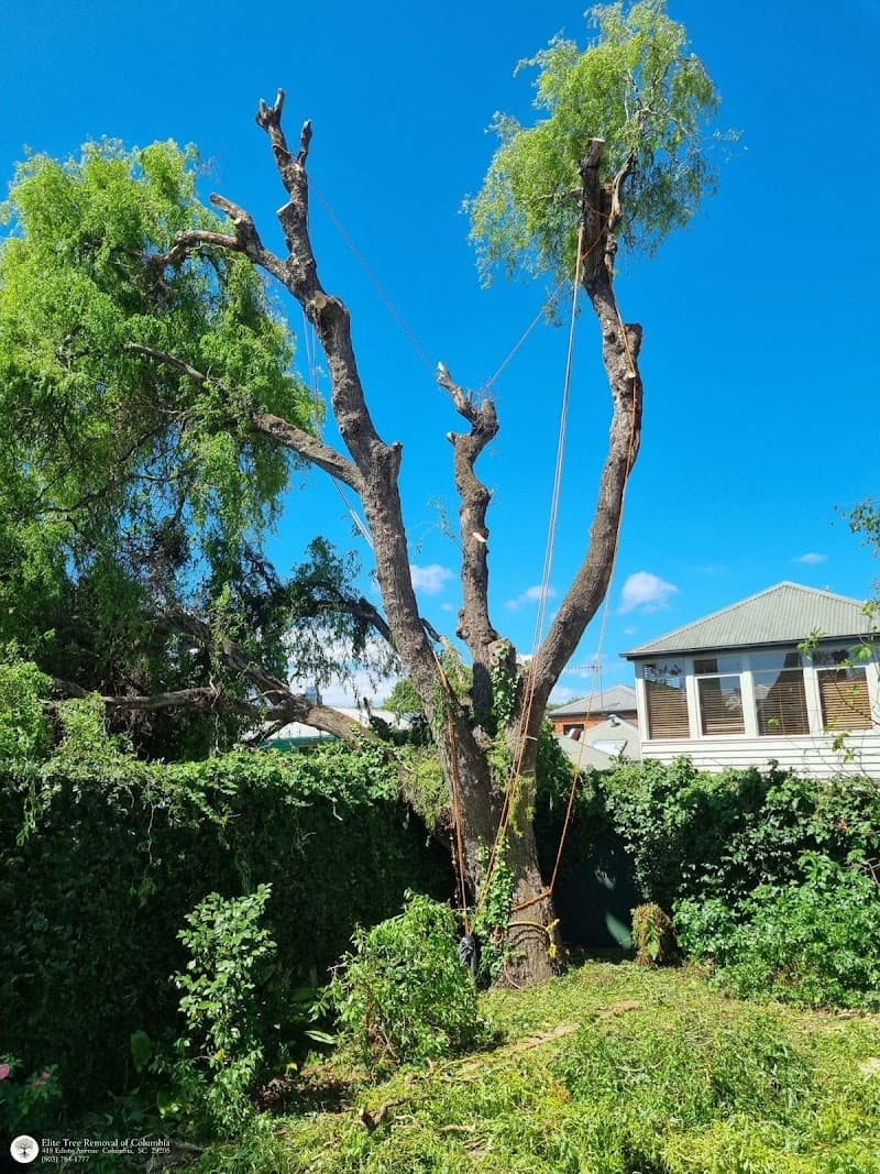 Elite Tree Removal of Columbia - Photo 2