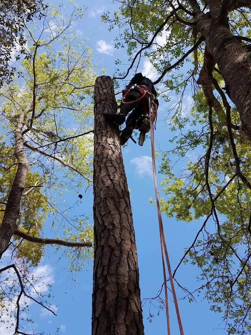 Saw-Rite Tree Service Myrtle Beach - Photo 2