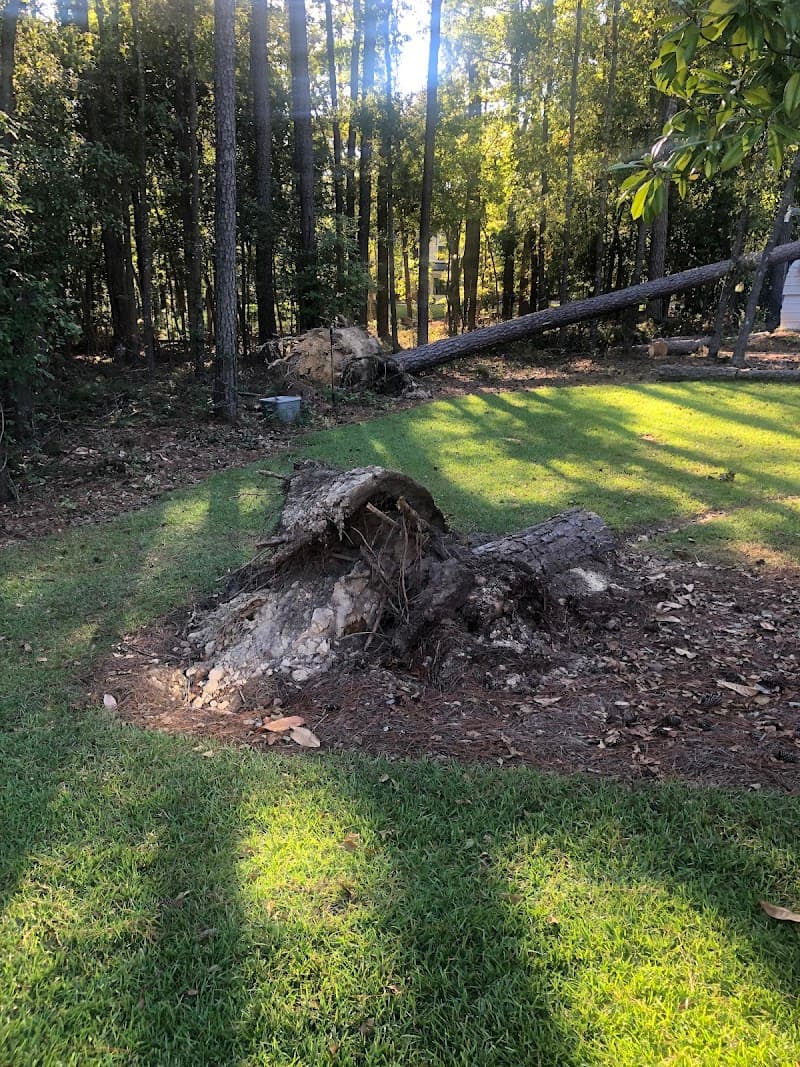 Stump Pros Stump Grinding Columbia SC - Photo 2