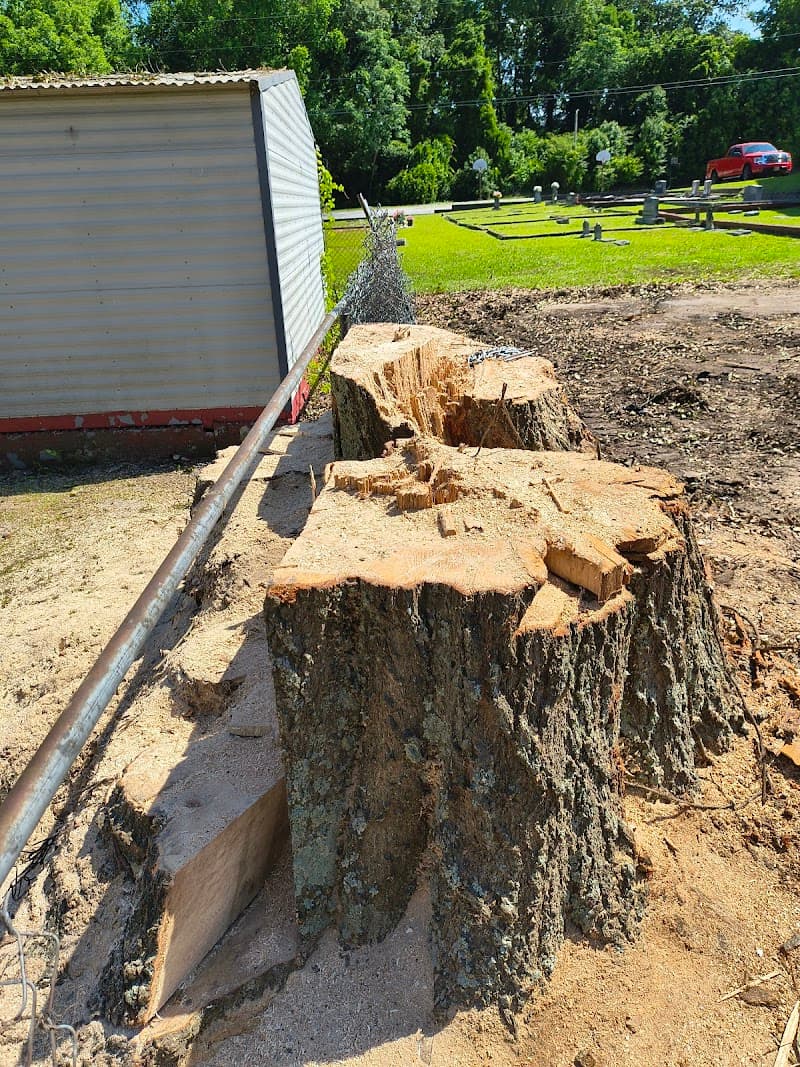 Stump Pros Stump Grinding Columbia SC - Photo 3